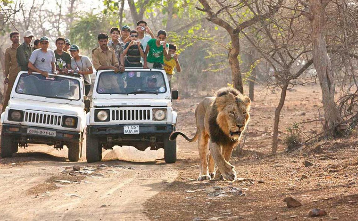 Gir National Park: Asiatic Lion Safari Guide. Gujarat travel guide by Kutch Cab Service